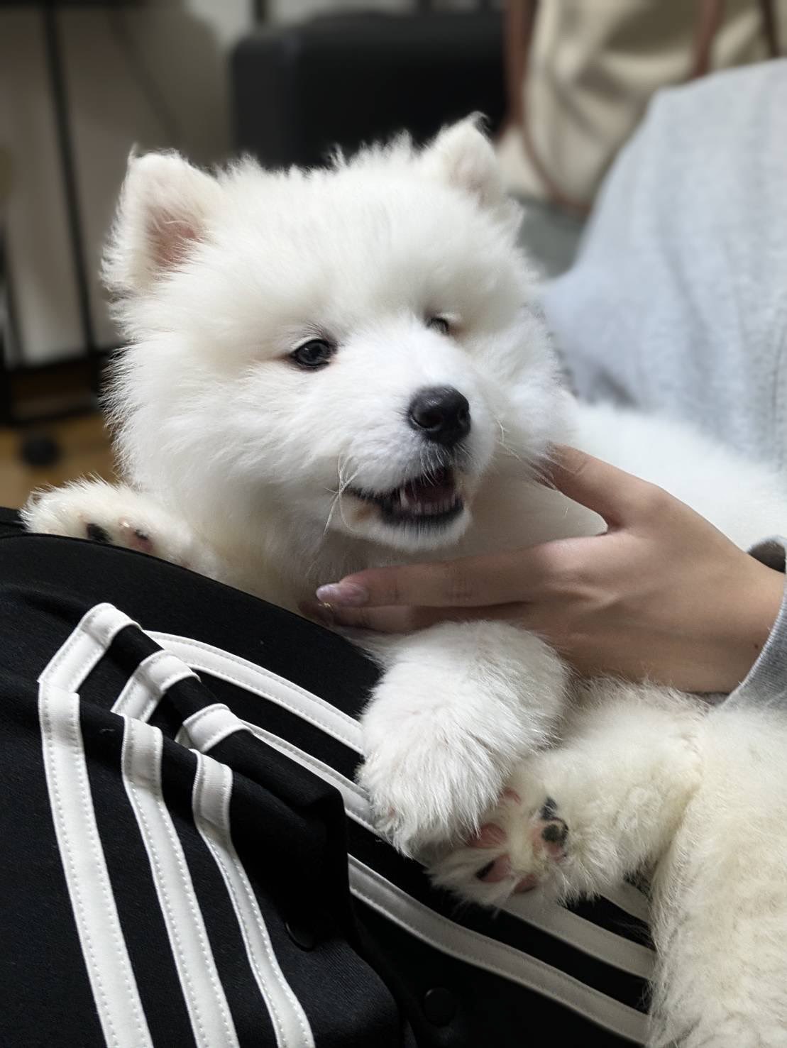 さだはる サモエド☆さだはる (@sadaharu__0905) / X