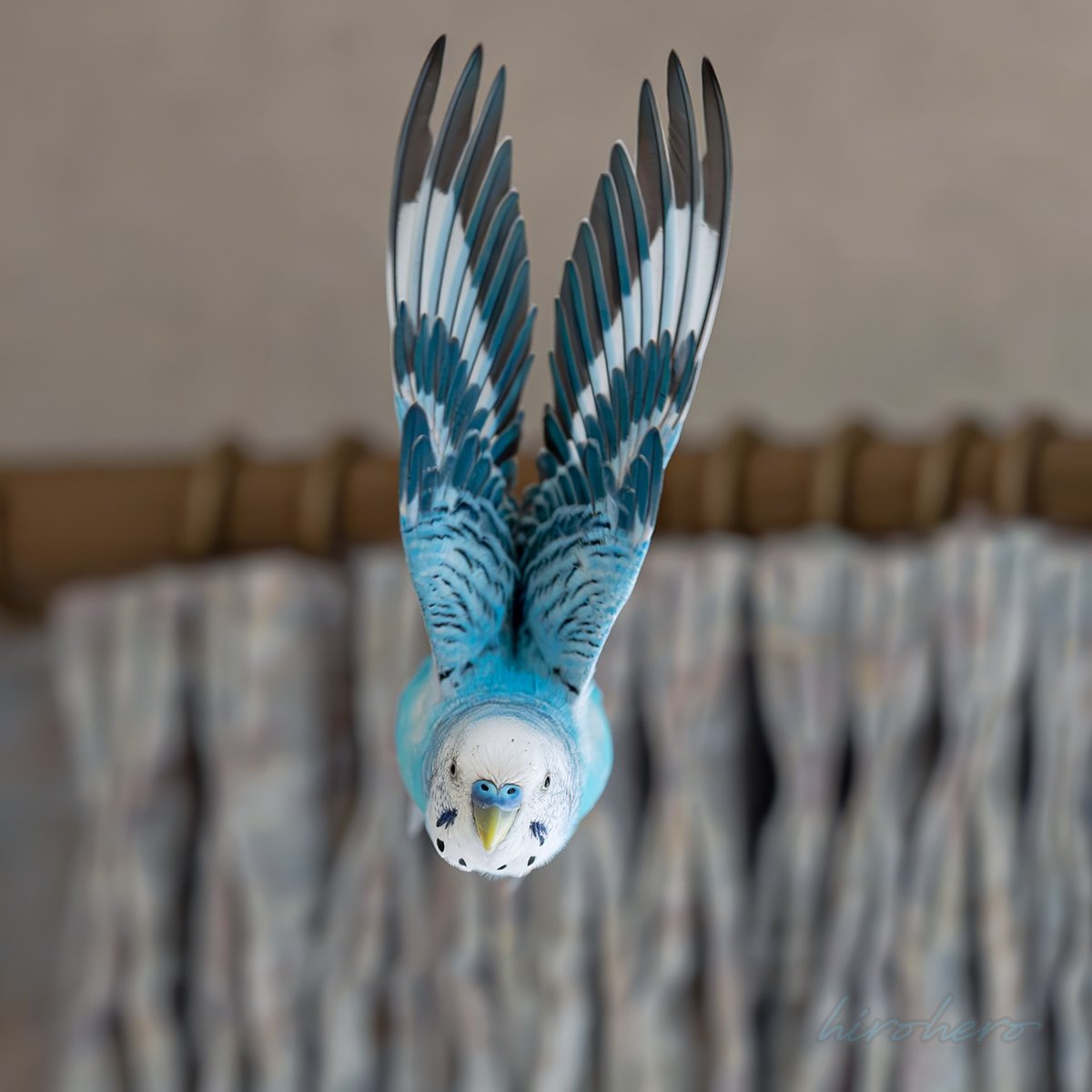 しゅ。

#セキセイインコ