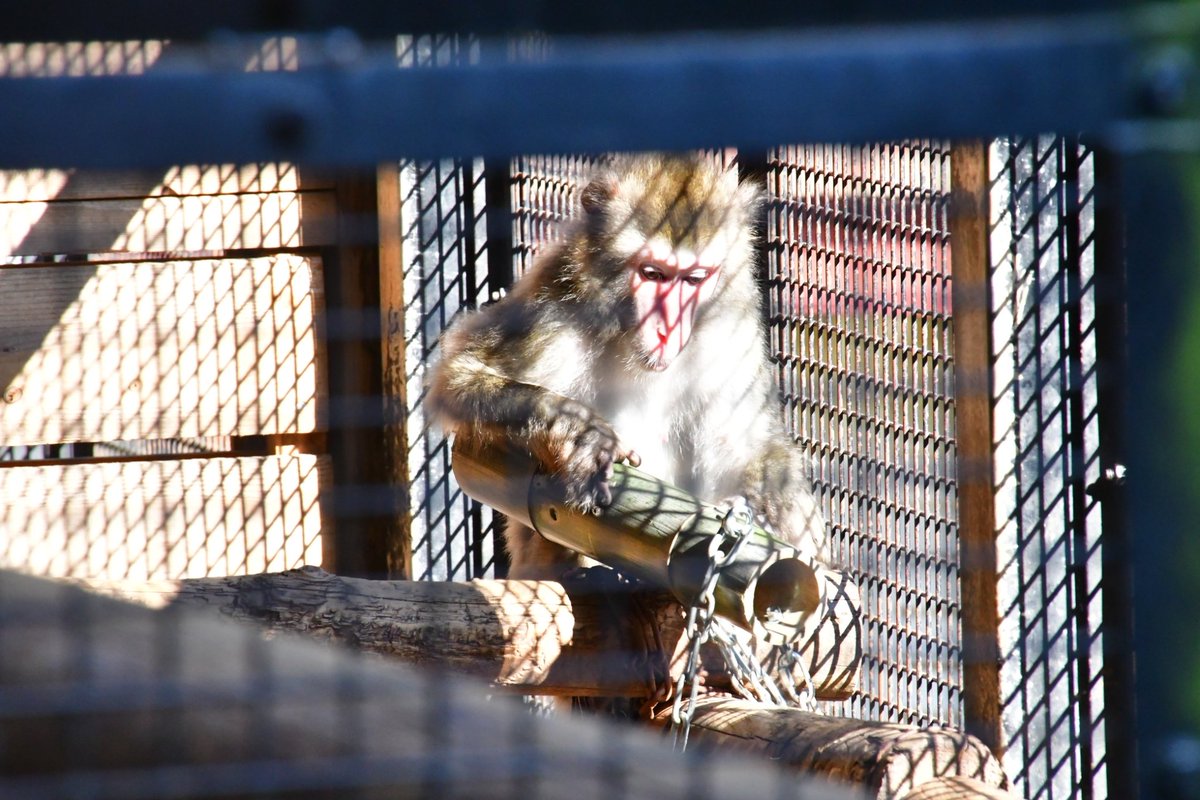 どうぶつたちの眠れない夜に tweet media