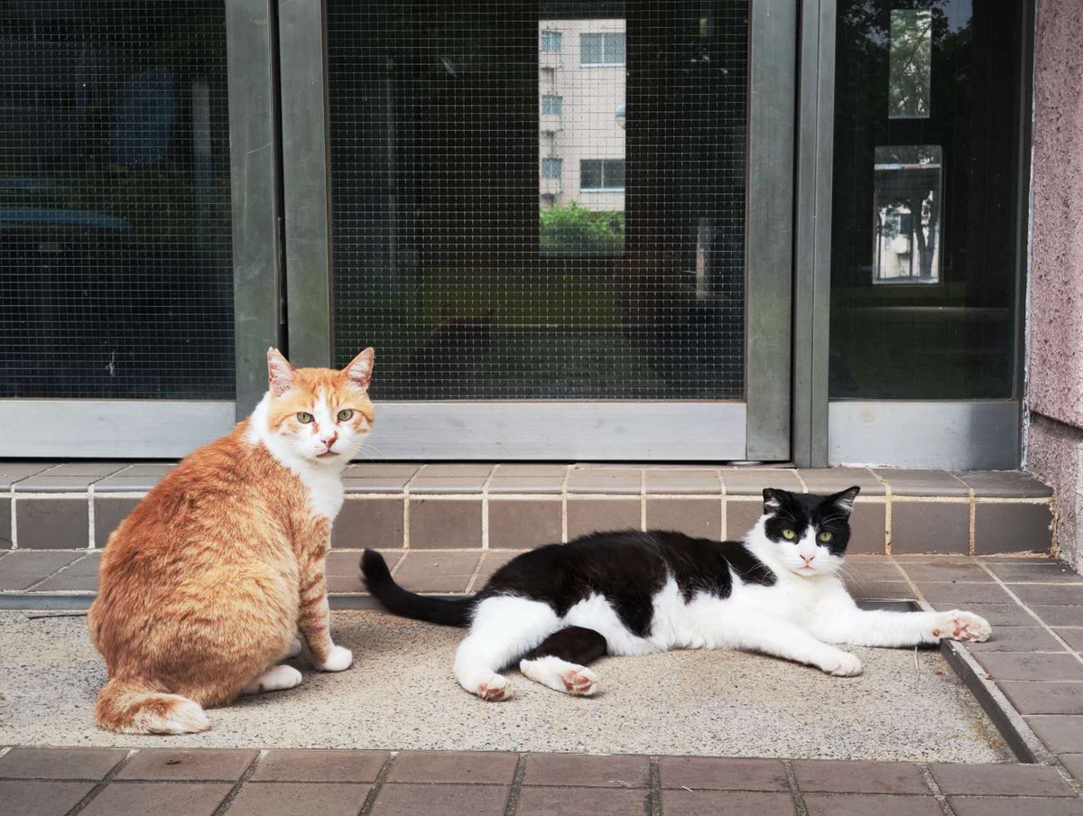 HSCaT1's tweet photo. HSCaTは、今年の雙峰祭で「猫サカフェ」として出店します🐈
HSCaTは、筑波大学内の地域猫をお世話するサークルです🐈
今回は猫の肉球みたいな白玉スイーツを販売します🐈
出店予定日時は以下の通りです🐈

11/2 (日) 10:00~19:00
11/3(月) 10:00~17:00

猫好きの皆様のご来店をお待ちしています🐈‍⬛ https://t.co/Ph5ShrMyOQ
