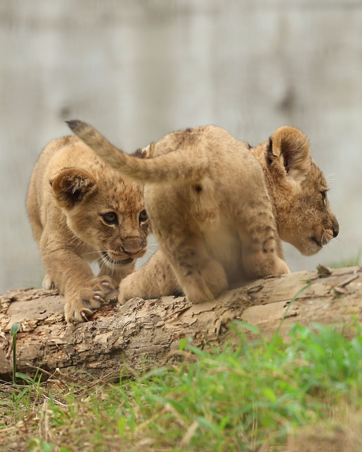 しげぞうライオン SHINO(しの) on X: 