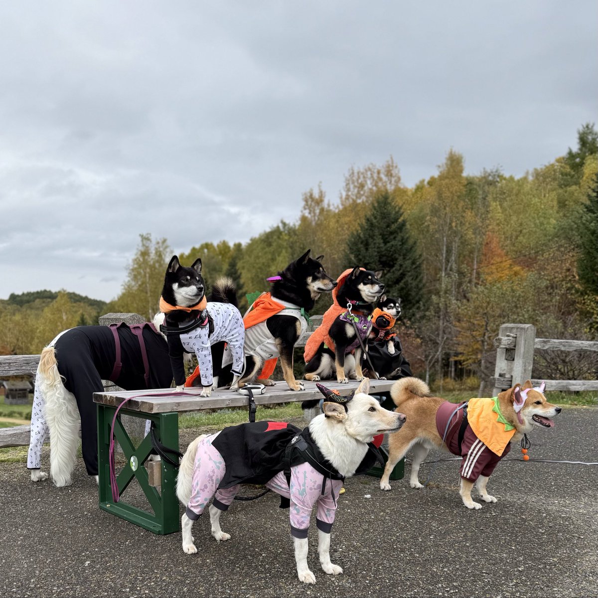 いざ熊退治に出陣なのだ🐻
#柴犬 #柴犬ルカ