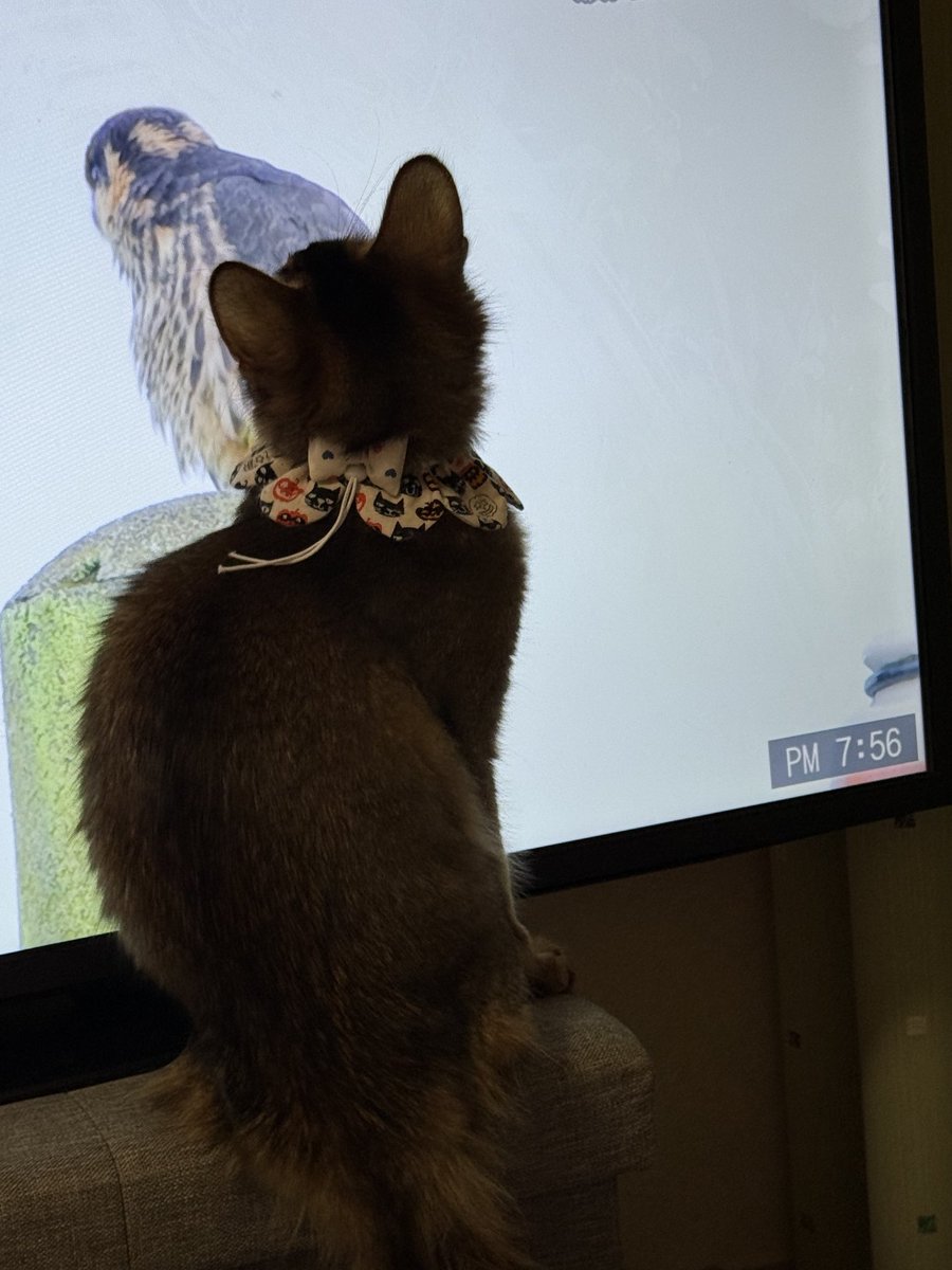 アポからこんばんは♪
テレビの鳥さん追いかけて楽しそう🐱
テレビに飛びついて倒さないでね
大分体重増えました

#ソマリ
#ソマリルディ
#仔猫のいる暮らし