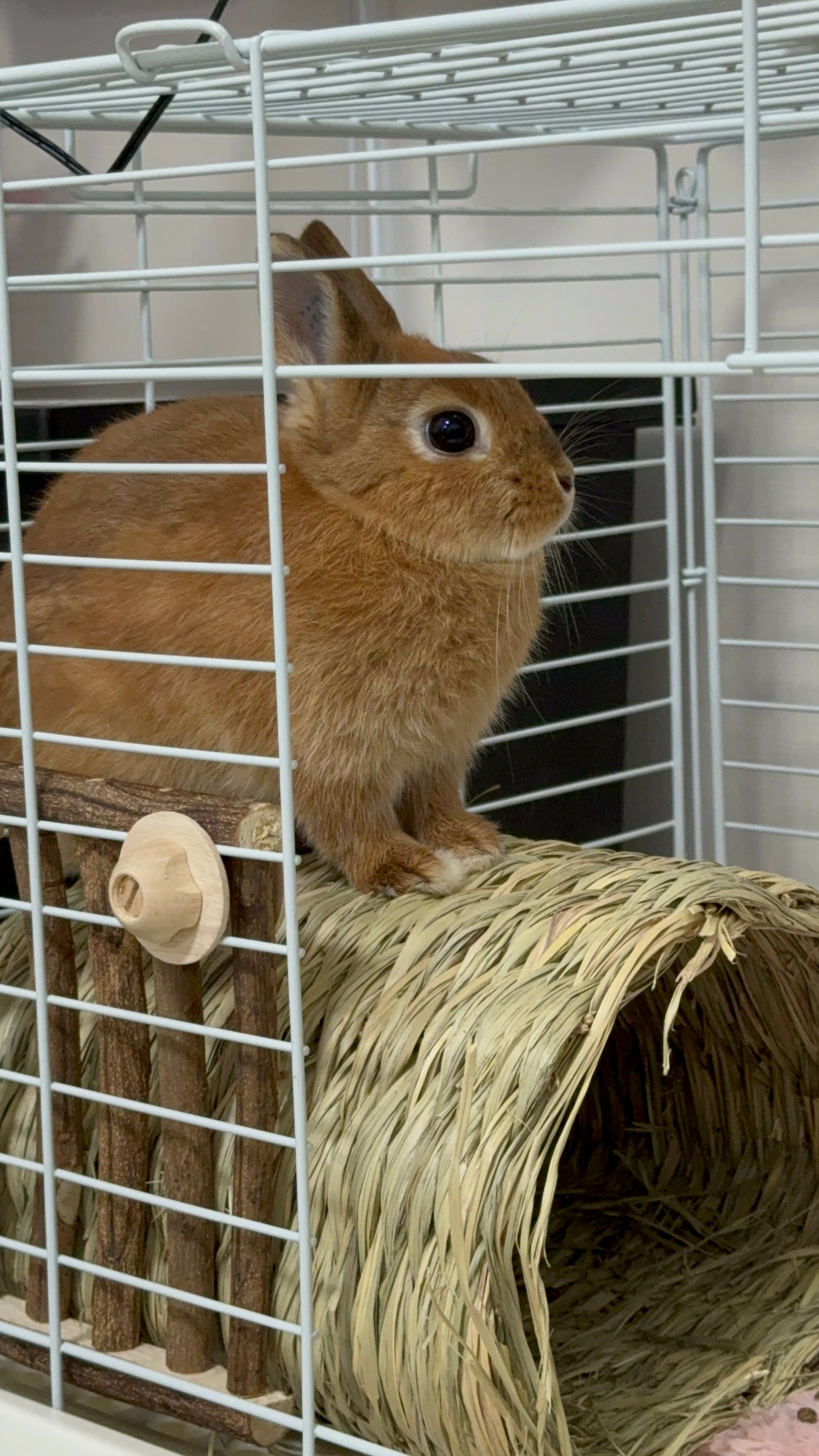 うさぎのマロン on X: 