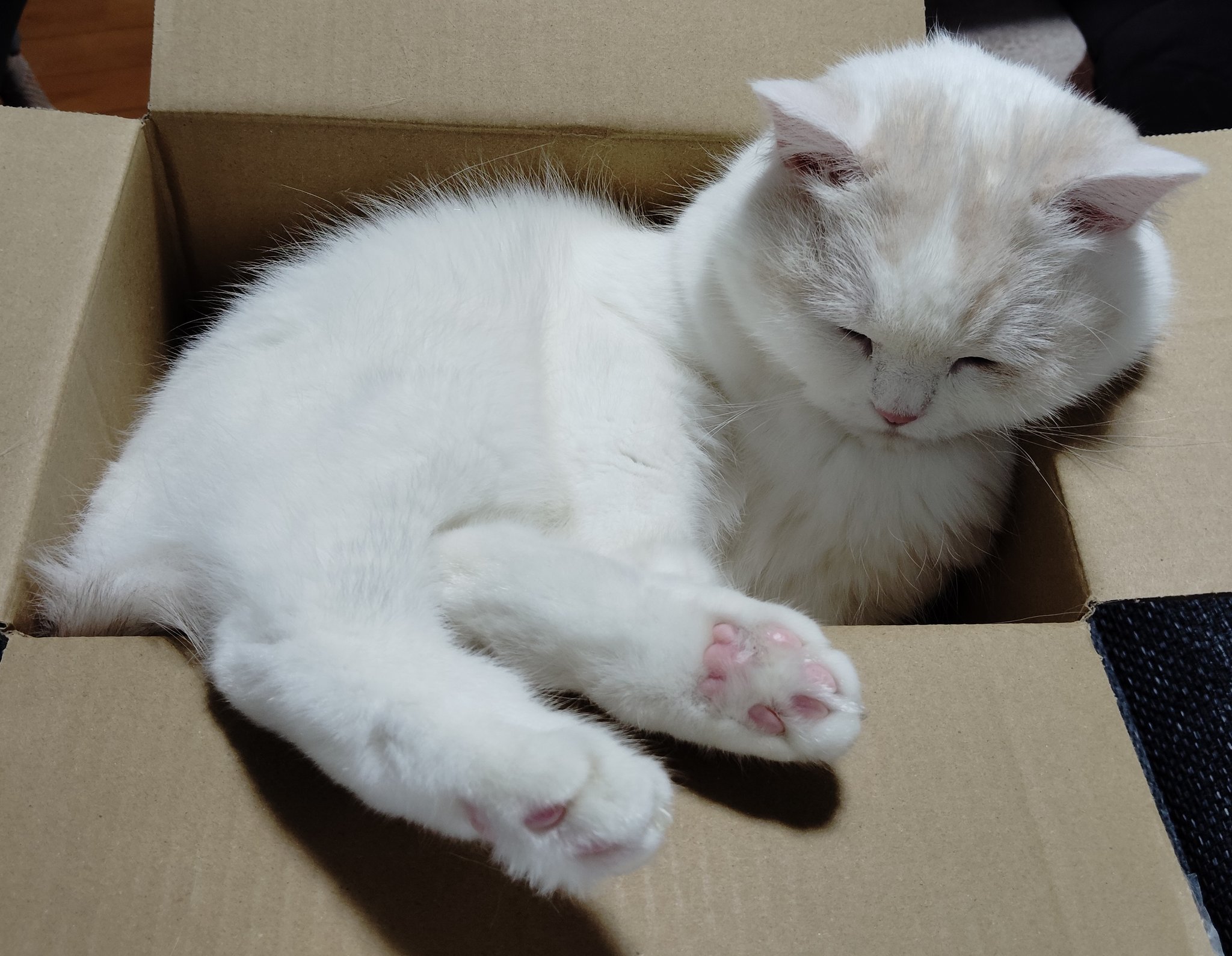 福ちゃん (@fukuchanwhite) / X