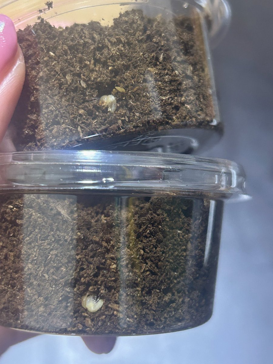 ななまる (@maruru_ny) / Posts / X