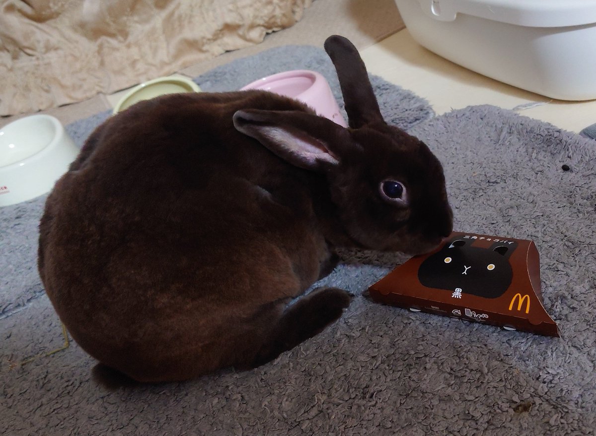 今流行りの三角チョコパイ！
#ミニレッキス
#三角チョコパイ 
#うさぎのいる暮らし