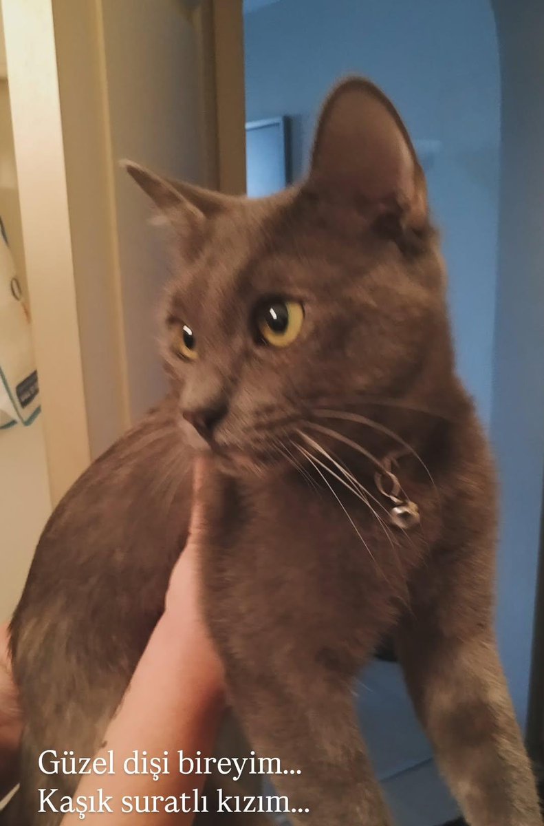 Yedi yıldır yol arkadaşım olan prensesim, kedim vefat etti. İnsanların en iğrenç yüzünü kedimin vefatıyla gördüm. Aman yeni kedi alırsın boşver gibi laflarla sinirim iyice bozuldu. Herkesin bir fikri var ve akıl vermeye pek meraklılar ve çok zalimler. Sadece içimi dökmek istedim