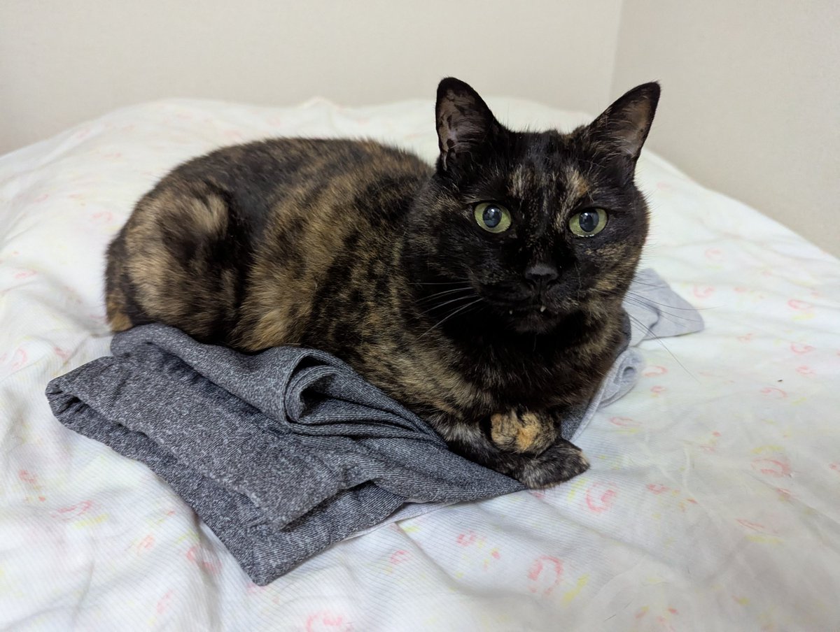 りんご猫と暮らす tweet media