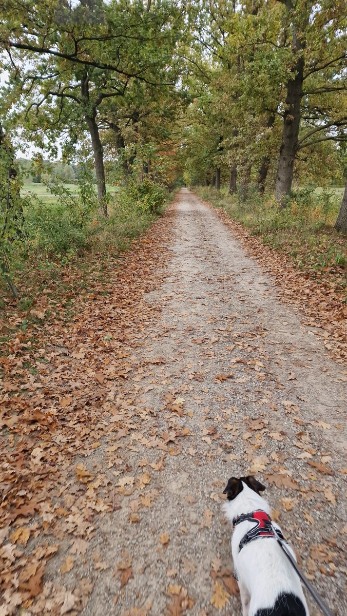 Lautje4671's tweet photo. We deden #GaTochwandelen #OLATwinterserie https://t.co/5AeOBxwvC7