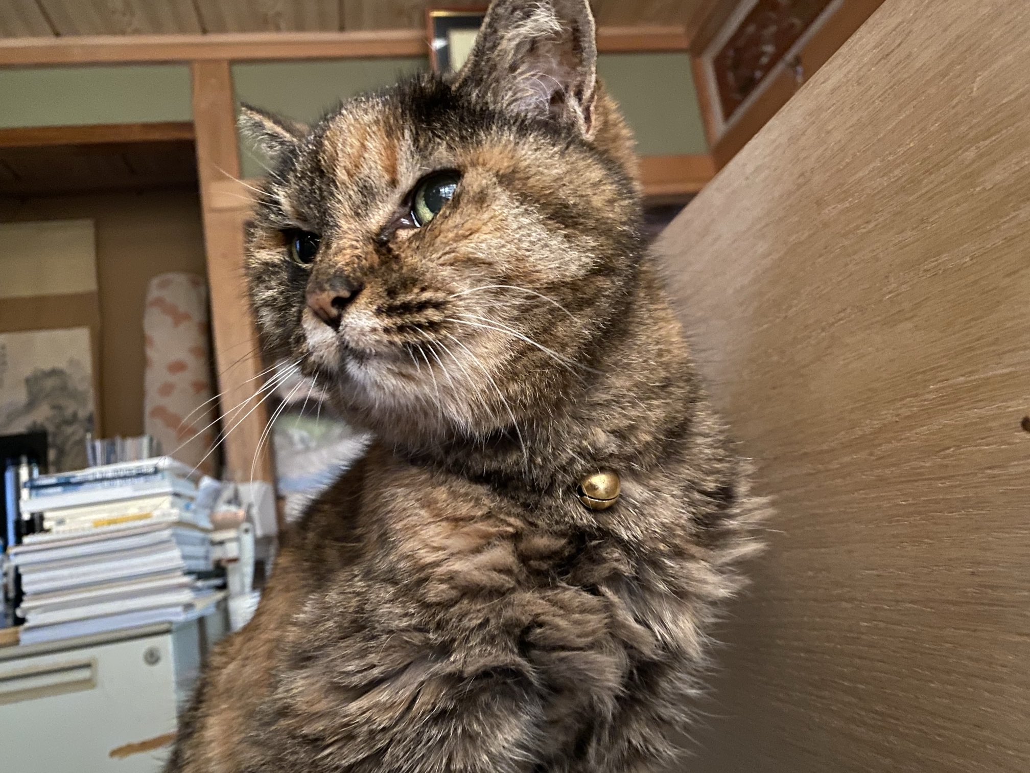 猫先輩 ねこ先輩 on X: 