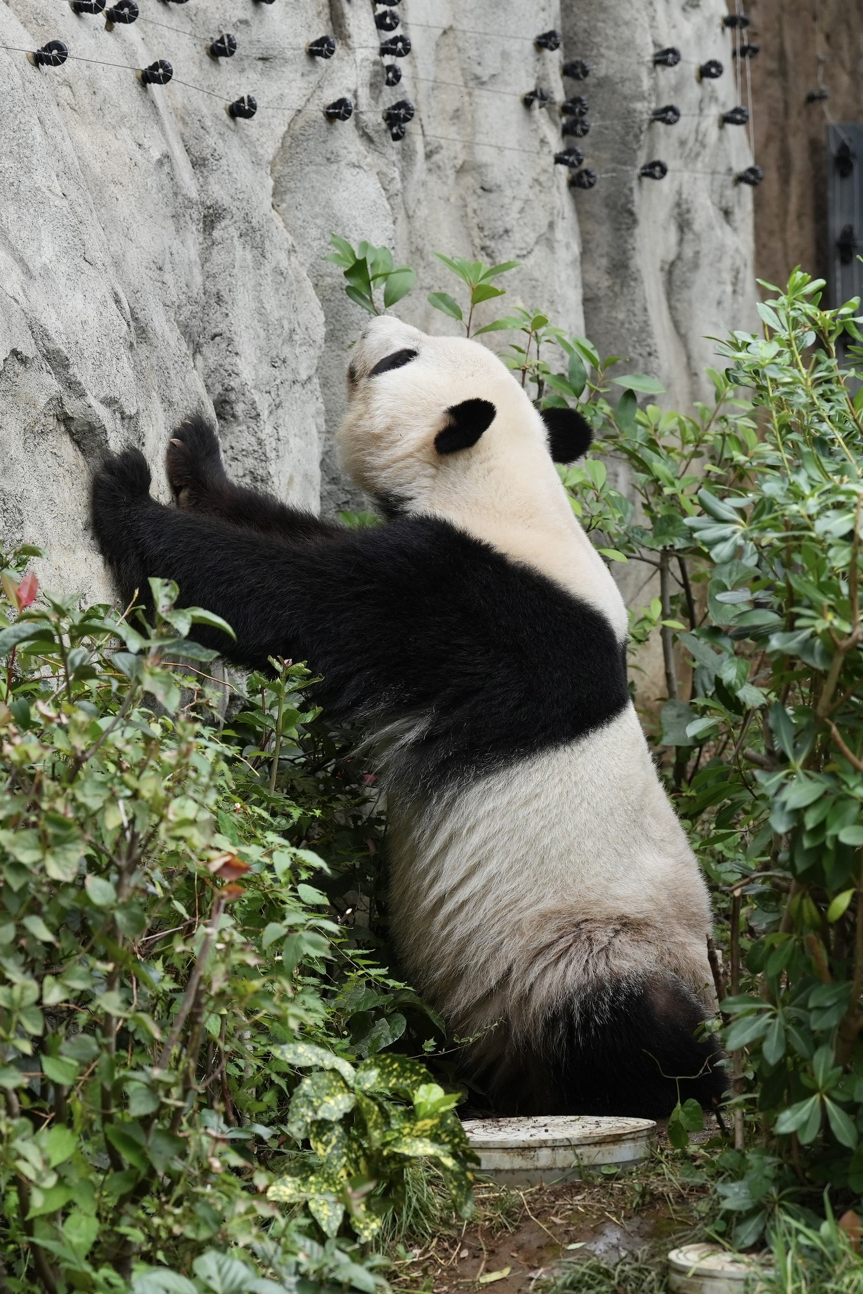 上野動物園　シャオシャオレイ　新品開封 上野動物園 シャオシャオレイ 新品開封 上野動物園 シャオシャオレイ