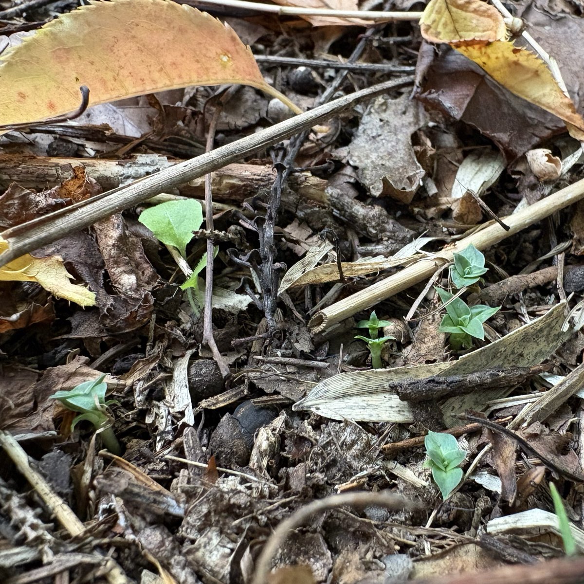 小さなフデリンドウがいっぱい@筑波実験植物園