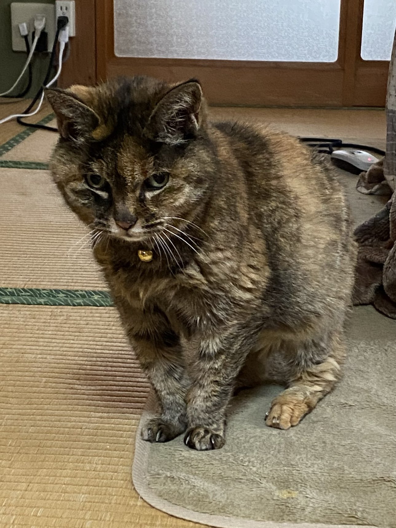 猫先輩 ねこ先輩 on X: 