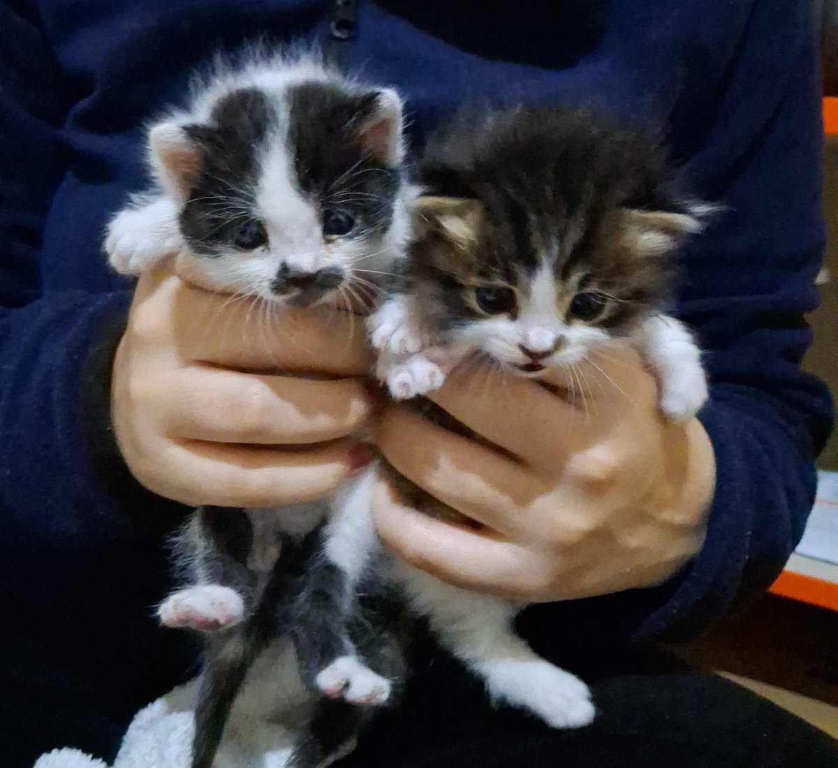 diger iki yavruyu eve aldim. zaten annesinin sütü olmuyodu,besleyemiyodu. durumlari iyi. soguktan dolayi biraz ishaller ama o da iyilesecek umarim.