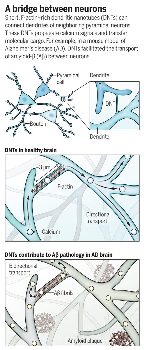 ScienceMagazine's tweet image. In Science, researchers report the observation of dendritic nanotubes in brain tissue from mice and humans. The discovery suggests that the current understanding of the brain’s organization may be incomplete, overlooking a hidden layer of connectivity.
Learn more in a new…