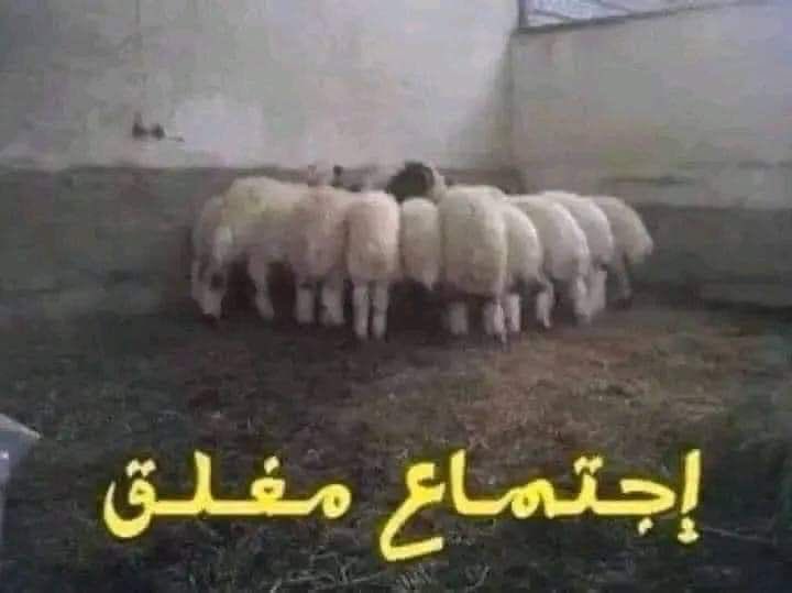 احتاج مساعدتكم يا المتابعين عشان نختار شكل البطانية حقت النونو😔