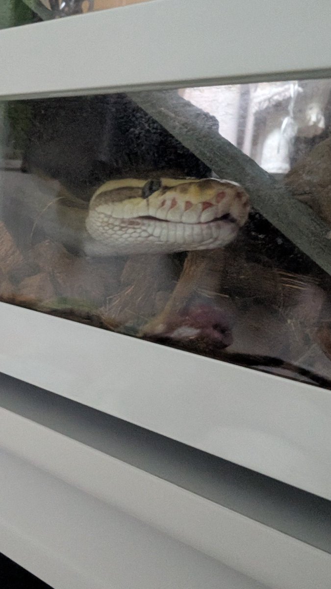 mike206412's tweet image. 30gのマウスあげたらこれ😇😇😇
餌屋さんに助けられてる部分デカすぎる、ありがたや、🙇‍♀️

 #ボールパイソン  #爬虫類好きと繋がりたい  #ballpython