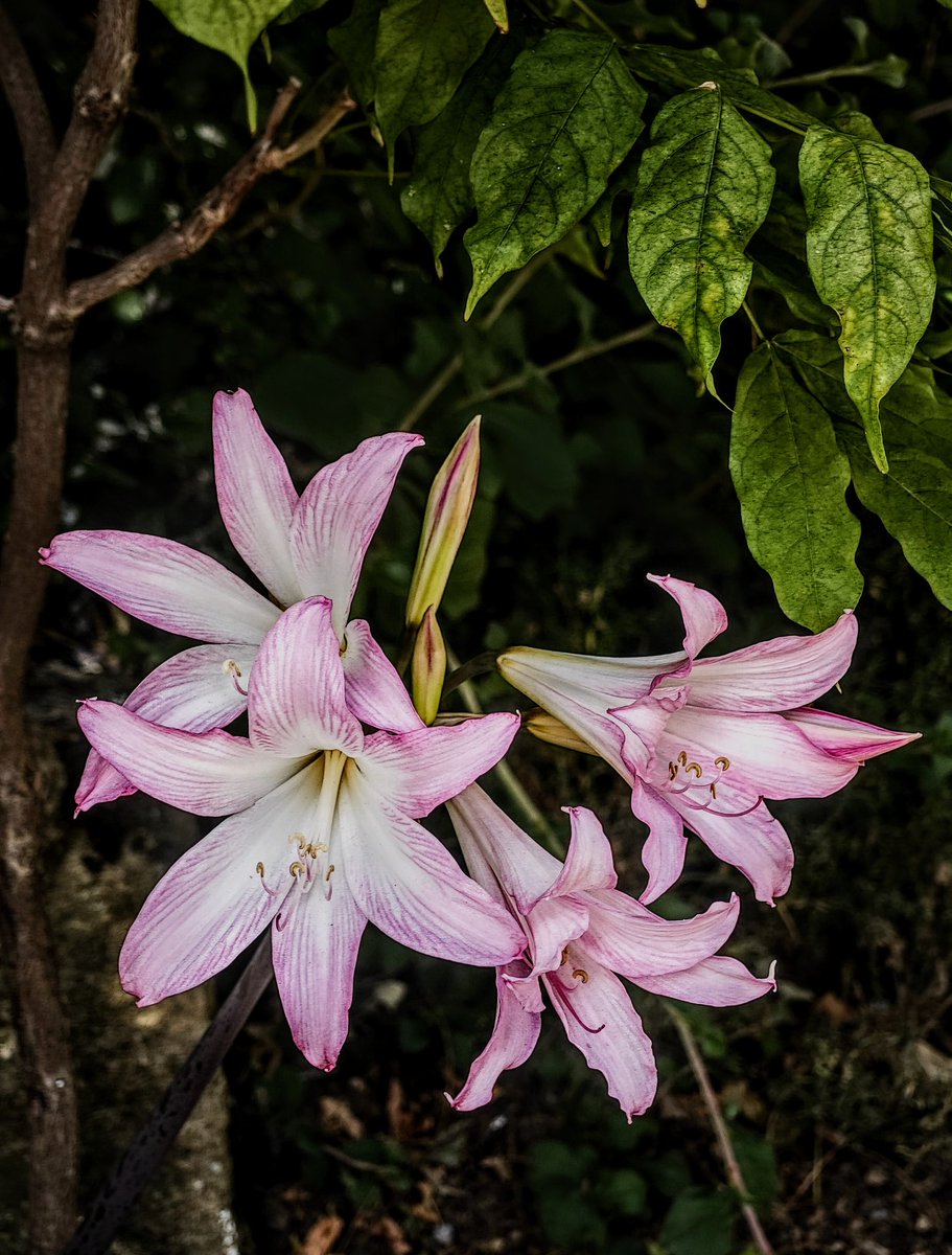 chrisbu03352910's tweet photo. #AlphabetChallenge #WeekPforPink
Last few..๐๐โโ๏ธ
๐ธ https://t.co/vS3orvsmfA