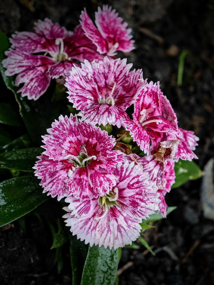 chrisbu03352910's tweet photo. #AlphabetChallenge #WeekPforPink
Last few..๐๐โโ๏ธ
๐ธ https://t.co/vS3orvsmfA
