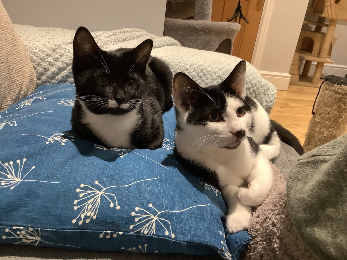 #Sundayvibes
Elsa and Ezra are relaxing whilst they wait for their forever home.  They would love someone to adopt them.  Sadly, no one has shown any interest so far.  #AdoptDontShop 
#katzen #cats #kittens #catsonx