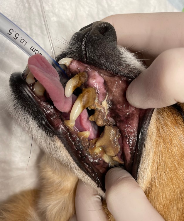 DeRavissante's tweet image. Voor de mensen die mijn Christmaschallence, Christmaswalk willen sponsoren is hier de link. Ik loop natuurlijk voor @SterkvoorDieren en het machtig prachtig mooie is weer dat @DierenLot jouw donatie/sponsorbedrag verdubbeld. Whoop whoop 🥳🥳

Help Sterk voor Dieren aub. Dank…