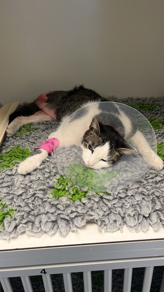 DeRavissante's tweet image. Voor de mensen die mijn Christmaschallence, Christmaswalk willen sponsoren is hier de link. Ik loop natuurlijk voor @SterkvoorDieren en het machtig prachtig mooie is weer dat @DierenLot jouw donatie/sponsorbedrag verdubbeld. Whoop whoop 🥳🥳

Help Sterk voor Dieren aub. Dank…