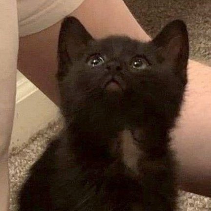 kitten1ee's tweet photo. เก๊าเปนแมวดำเด่กดีนะ https://t.co/M3jqJc8fbe
