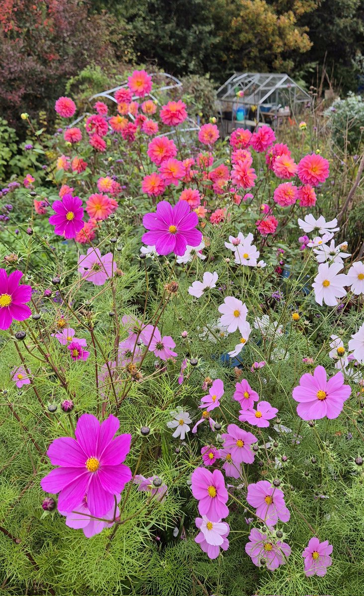 lovely_plot's tweet image. Hey! 
Have a few more flowers because you can never have too many! 🥰