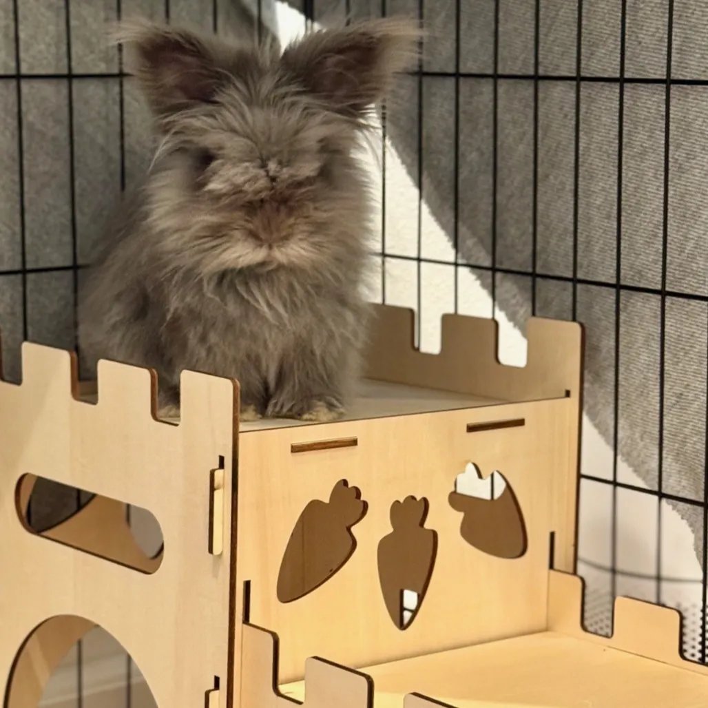 BunnyWorldFoundation tweet media