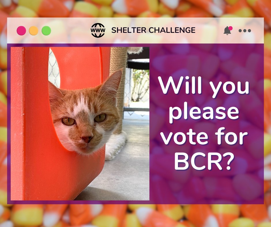 Leaf No Pet Behind Shelter Challenge is here! 🐾 Vote for blind, FELV+, &amp; FIV+ cats—it's free &amp; quick! Daily votes help them win! 😺 🐾

🔗 VOTE: bit.ly/3Ue7TmV
📧 Need a reminder? Email: blindcat@blindcatrescue.com

Thank you so much for helping the kitties! 💙