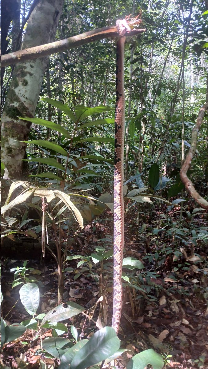 Cobra surucucu. Infelizmente precisamos matar ela, pois havia picado meu pai e se preparava para dar outro bote - centro da mata, no rio Teyá, regiao do Rio Negro, Amazonas.