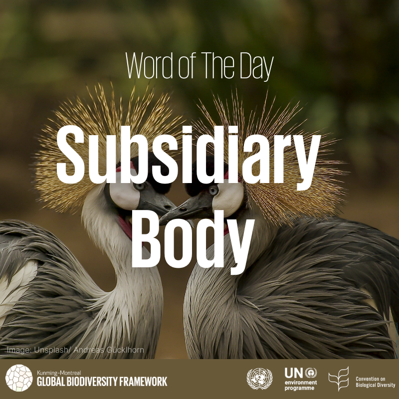 UNBiodiversity's tweet photo. Dive into the world of biodiversity with our #WordOfTheDay series! 

Presenting today's word: "Subsidiary Body"

Join in the conversation as the Panama @UNBiodiversity Meetings continue! #SBSTTA27 https://t.co/N9uoyHMbQV