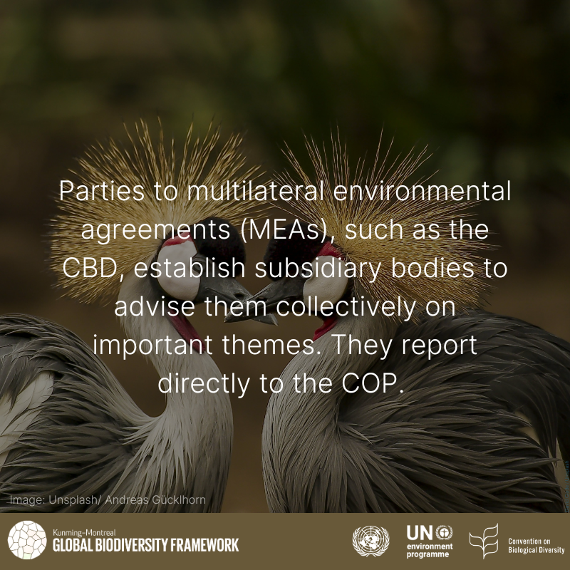 UNBiodiversity's tweet photo. Dive into the world of biodiversity with our #WordOfTheDay series! 

Presenting today's word: "Subsidiary Body"

Join in the conversation as the Panama @UNBiodiversity Meetings continue! #SBSTTA27 https://t.co/N9uoyHMbQV