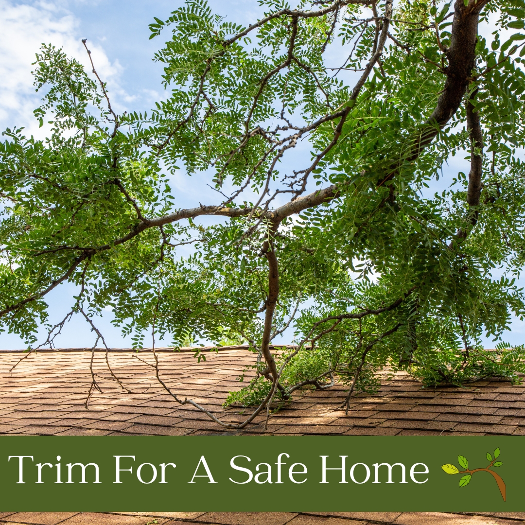 JD4Homes's tweet photo. 🌳✂️ Keep your landscape tidy by regularly trimming trees and shrubs! This simple step helps prevent potential hazards and keeps your yard looking its best. 🏠 https://t.co/k2BdyFVDIy