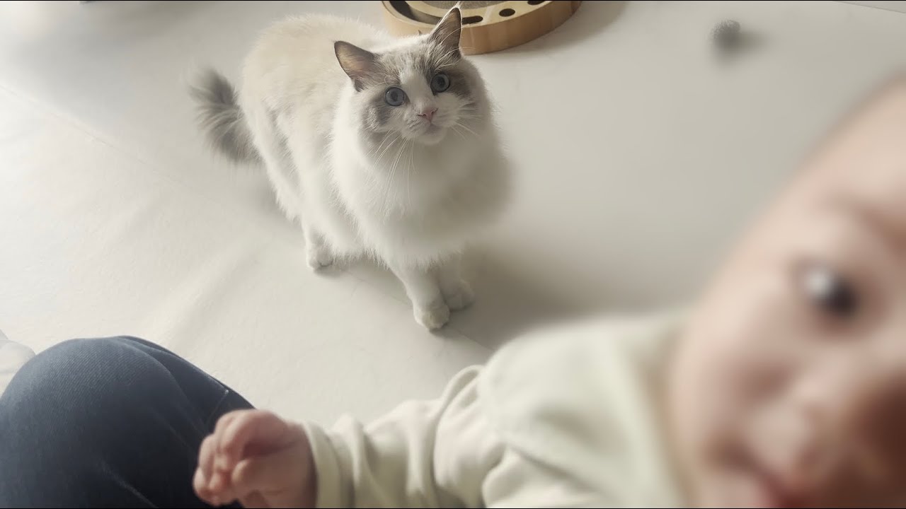  CANIN ラグドール 2kgｘ4 CANIN ラグドール 2kgx4 CANIN ラグドール 2kg×2 Amazon | ロイヤル