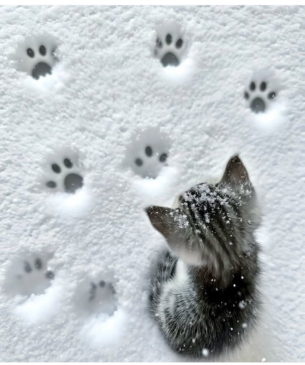 Cute Cats 🐱 (@cutecats_____) on Twitter photo 