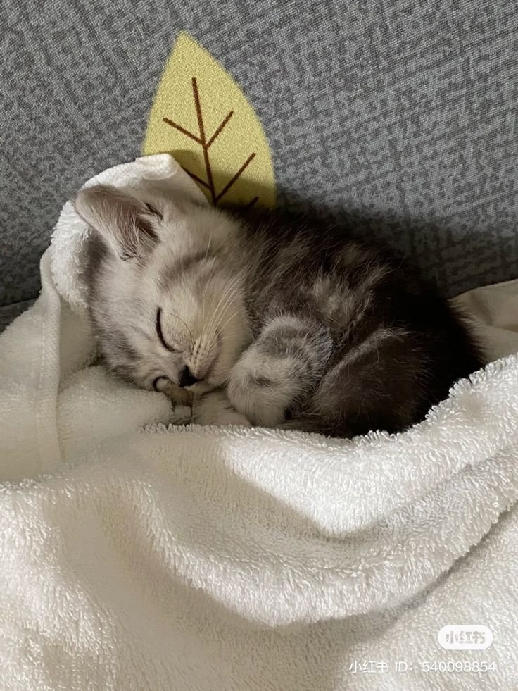 Cute Cats 🐱 (@cutecats_____) on Twitter photo 
