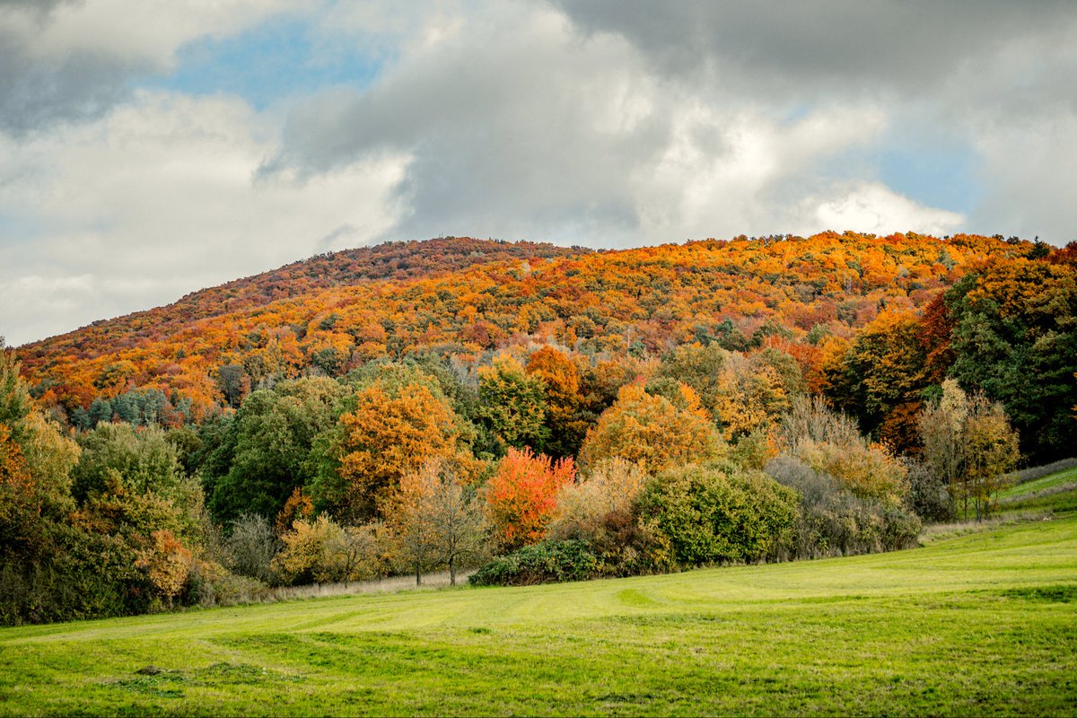 Autumn is beautiful. My mum and I took a detour through the Czech Republic on our way home from our short break today. 
The colours of the leaves were so nice.
Sadly, I haven't had time to do an autumny fursuit photoshoot, which makes me sad. The background would‘ve been perfect.