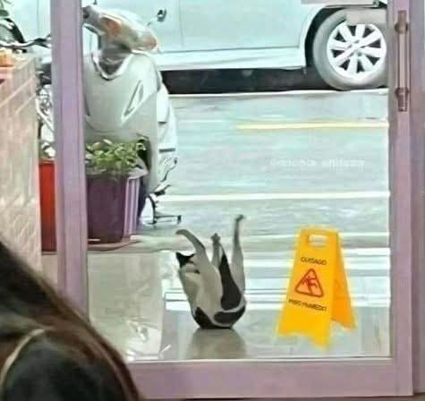 Animalesaprieto's tweet image. Piso mojado