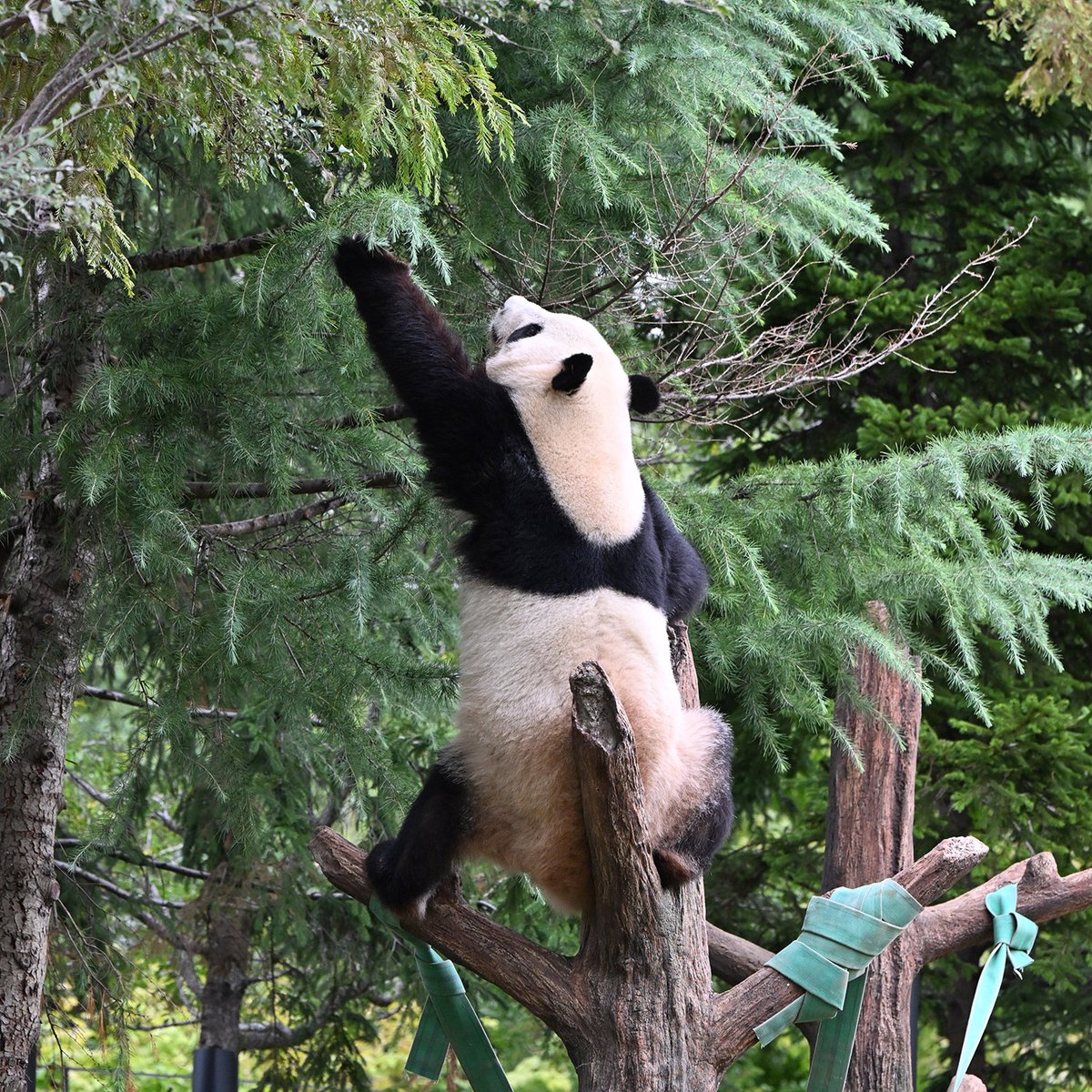 パンダ Nivada Grenchen x Worn & Wound Datomaster VK63 V3 – Windup Watch Shop