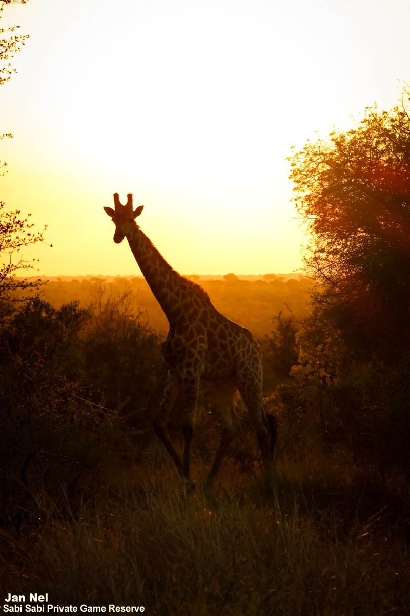 Sabi Sabi tweet media