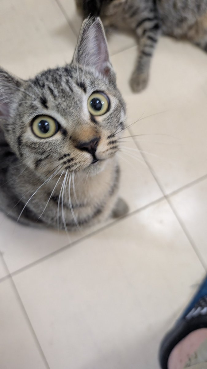 おやすみのニャー🐱🐈‍⬛ #猫 #俳句 #短歌
[サヨナラが響き渡りし秋の晴]

[晴れ晴れとした気持ちにはなれずとも喜ぶ子らの笑顔に勝てず ]

出会わないよう早めに行ったら出くわした😅
子ども連れて来ていて新しい名前考えてるって これからはヨルちゃんに☺親猫も来た❤︎
おやすみなさい(ᯫ᳐⎻⩊⎻ᯫ᳐