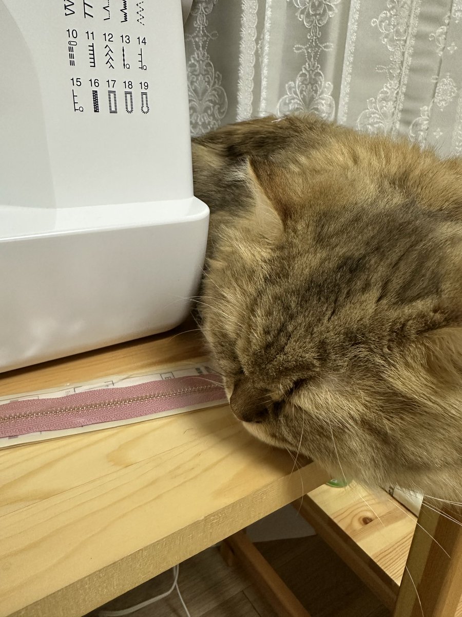 🐾むっちこの部屋【小動物と猫】🐰🐹🐱❤️ (@btNP8d3DTGdb5rh