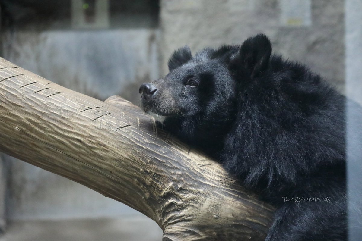 円山写ん歩
まったりにっこり
***
Take a walk at Maruyama Zoo
Smiling and relaxing
***
🐻
🐻
#円山動物園 #ヒマラヤグマ #トモ
#maruyamazoo #asianblackbear #tomo