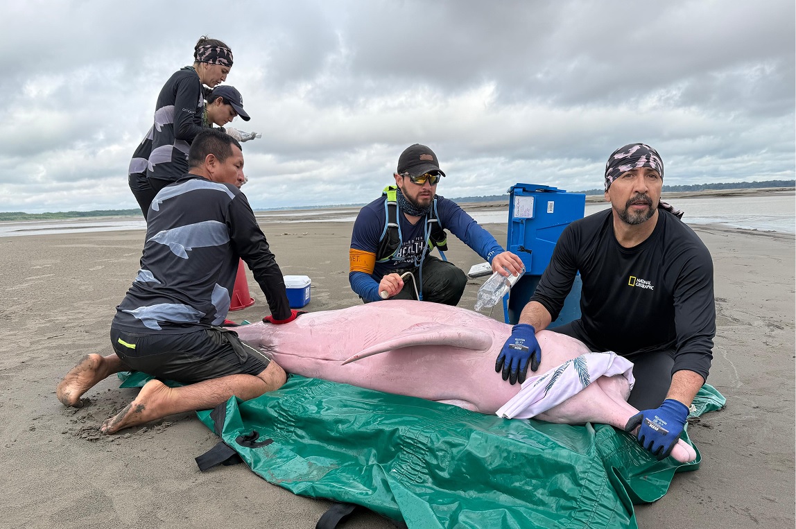 SergioSilva03's tweet image. Volví al Amazonas para contarles una historia:

¿Cómo así que están encontrando delfines con bacterias resistentes a los antibióticos? 

Les cuento 🧵

(Acá, la historia completa: elespectador.com/ambiente/amazo… )

(📸Milena López)