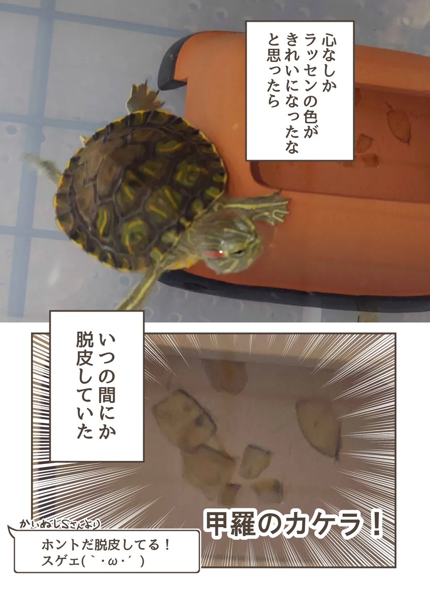 ついに絵がなくなった #カメのあずかりレポ漫画 