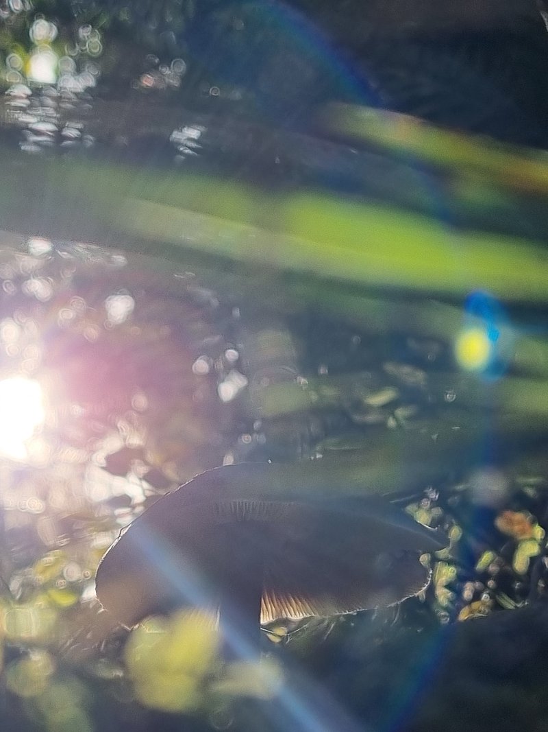 Mushroom at the backlight from mobile phone