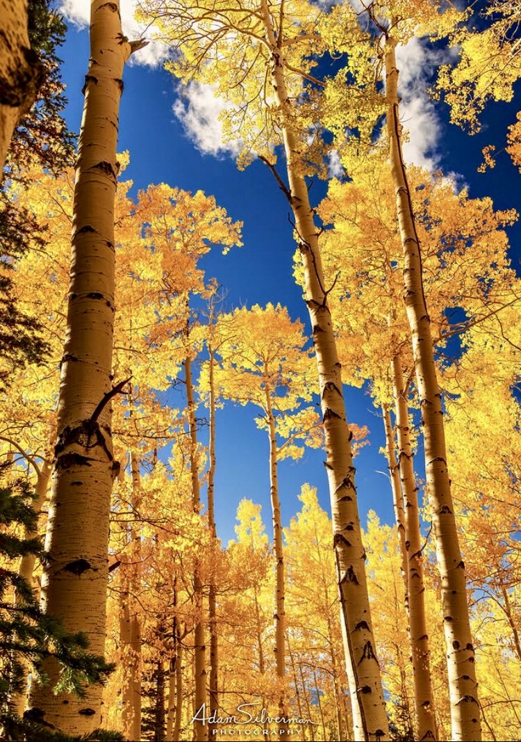 Blessed, happy Sunday for all 🍂💛🍂