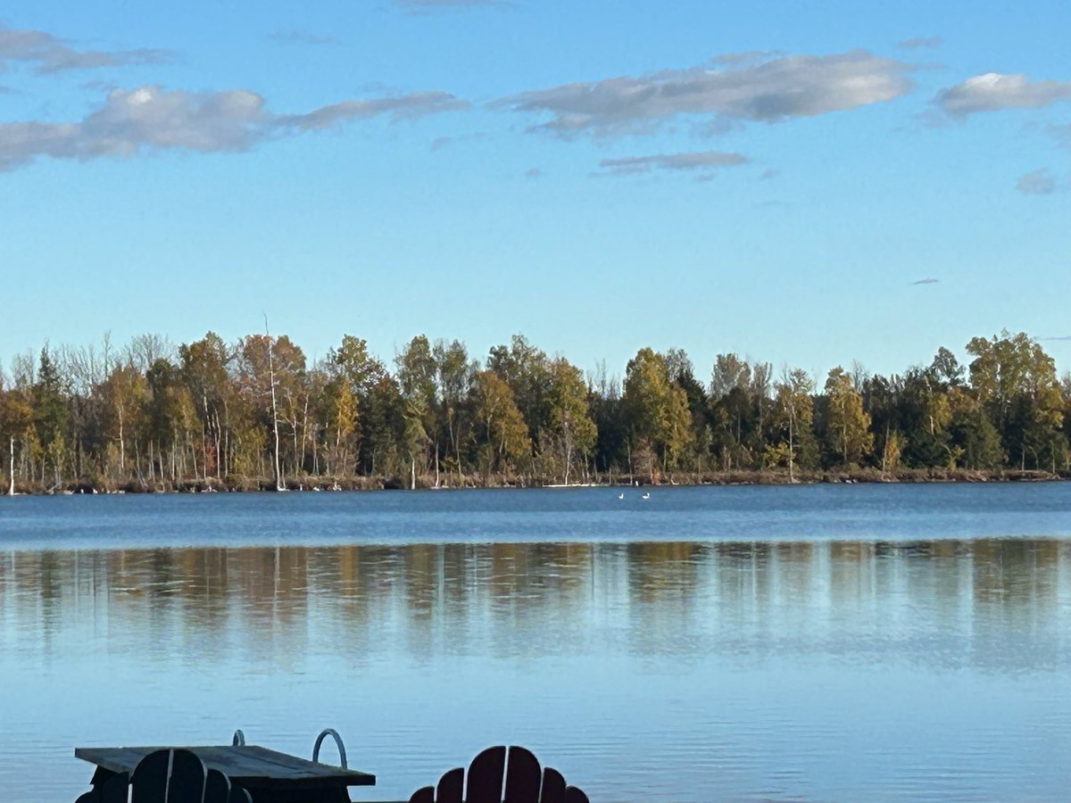 2 Trumpeter Swans dropped in for a rest on their way south for the winter
